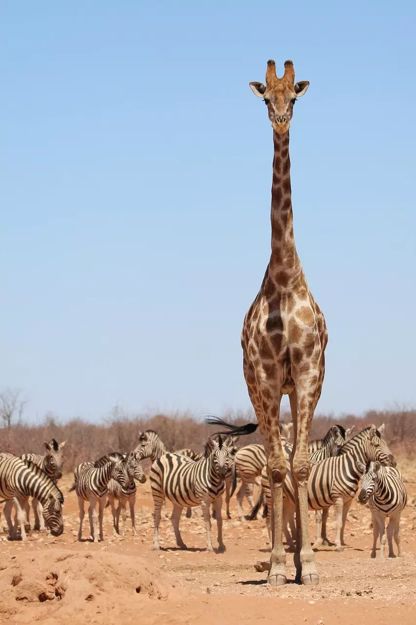 Giraffe